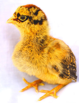 chick