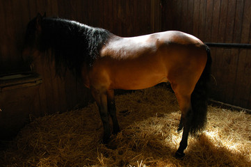 musée du cheval de chantilly