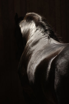 1,300,256 BEST Horses IMAGES, STOCK PHOTOS & VECTORS | Adobe Stock