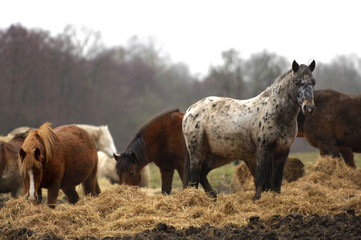 Fototapeta premium chevaux
