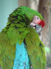 headshot of macaw