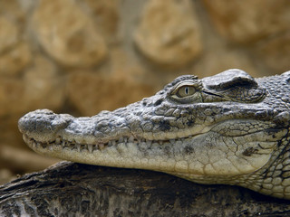 crocodile profile