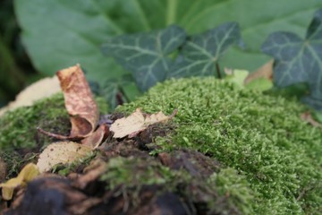 moss
