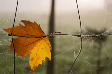 Foto auf Leinwand autumn leave © Robert Soen