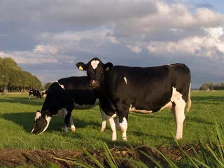 Fotobehang dutch cows © Robert Soen