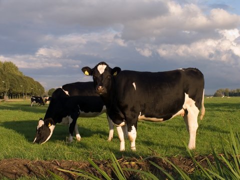 dutch cows