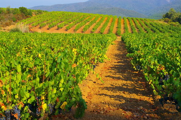paysage de vignes en provence