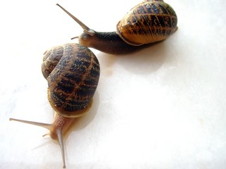snails and houses