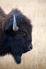 bison portrait © Sascha Burkard