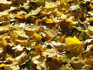 autumn golden leaves
