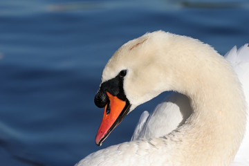 swans head profile