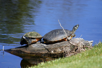 Obraz premium turtles