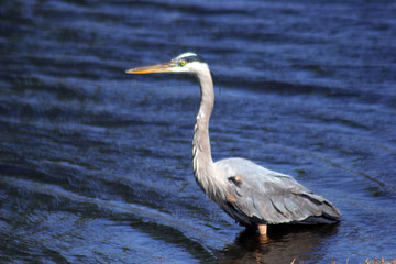 crane