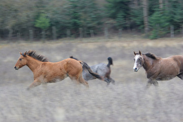 running horses!