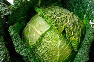 cabbage-2