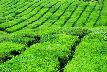 tea plantation