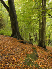 woodland in fall