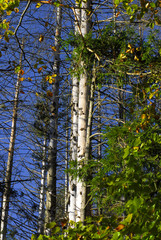 Fototapeta premium arbres 3