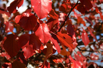 Fototapeta premium red leaves