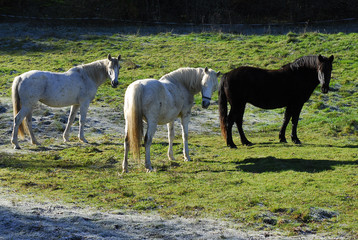 trois chevaux