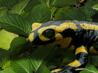 0595-salamandre