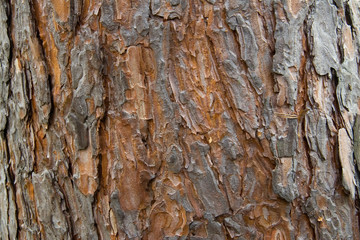 pine bark