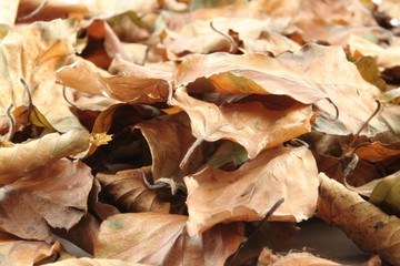autumn leaves