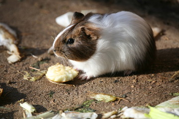 meerschweinchen