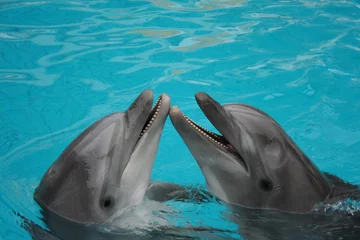 Fotobehang Dolfijn Dolfijnen met flesneus