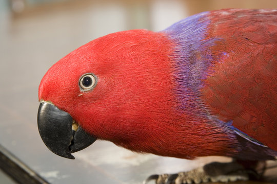 female eclectus parrot