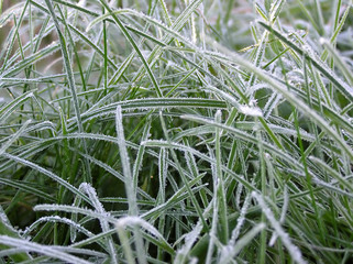 frosty grass