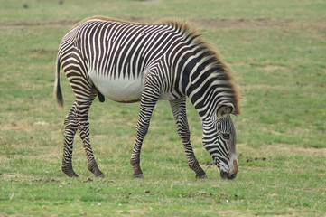 Fototapeta na wymiar grevy zebra