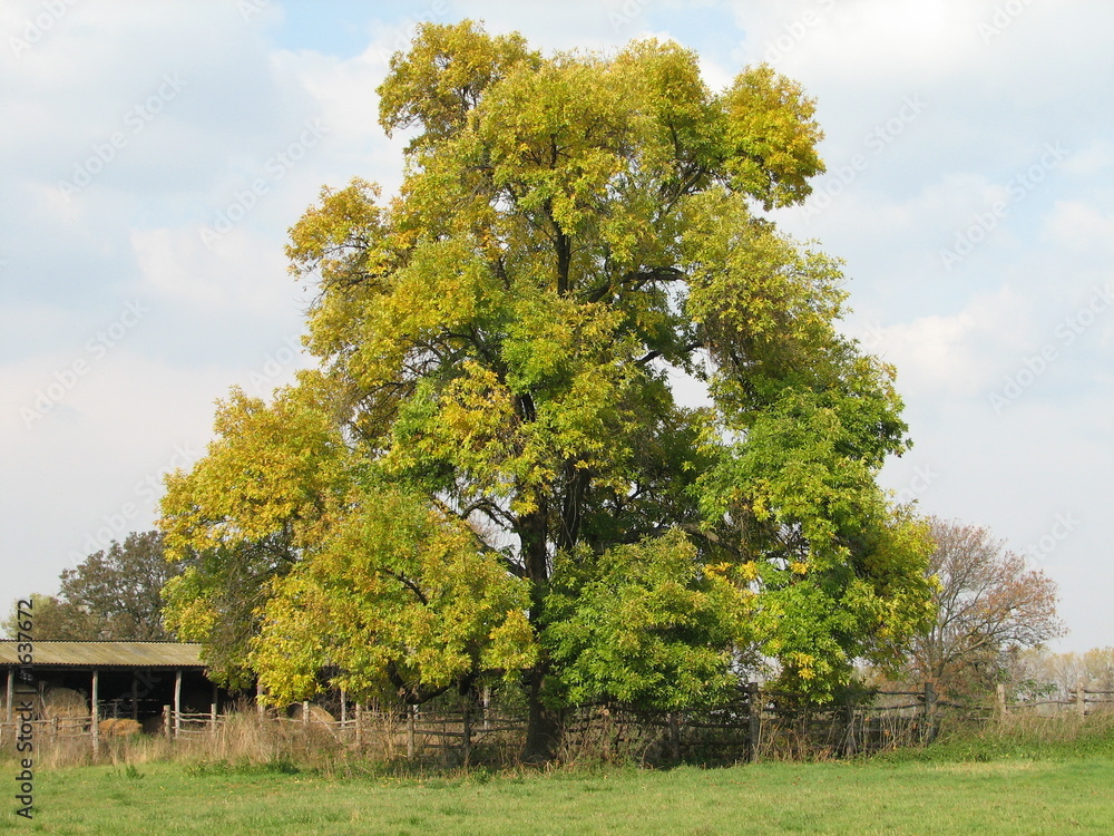 Wall mural black walnut tree