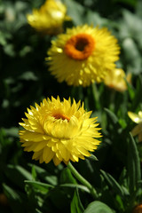 yellow flowers