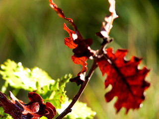 Fototapeta premium chêne en automne