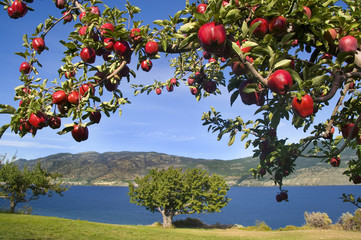 apples in paradise