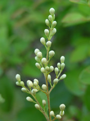 flower buds - detail