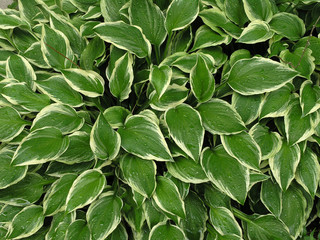Fototapeta premium hosta