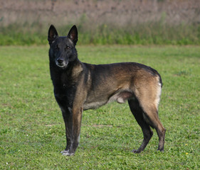 malinois biche