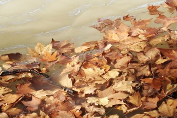 Feuilles d'automne