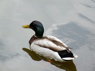 canard sauvage