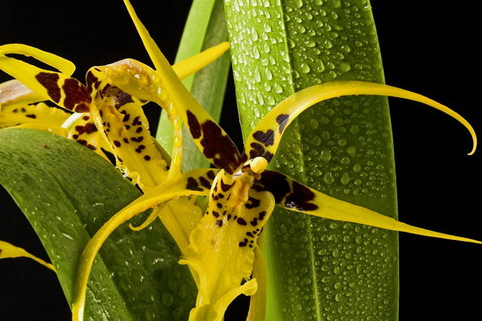 brassia orchid close up