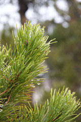 fichtenzweig im regen