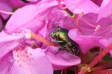 scarabé dans rododindron