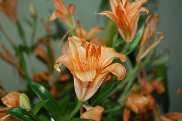 Obraz premium orange lily