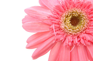 close up of pink gerber daisy