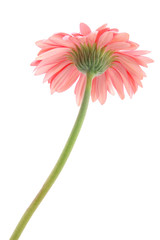 pink gerber daisy bottom © Norman Chan