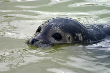partially submerged seal