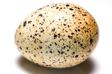 egg isolated on white background