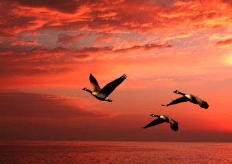 canadian gees over the pacific